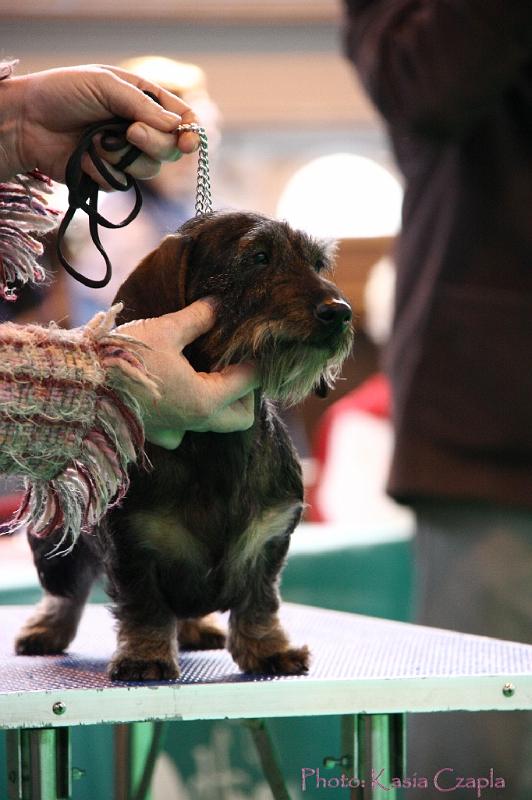 Crufts2011_2 1019.jpg